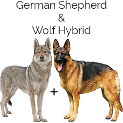 Wolfshepherd Dog